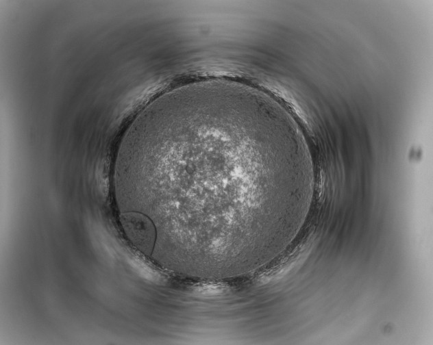 X0000099530402200805161216