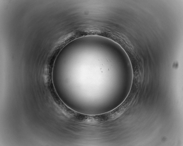 X0000099530416200805161216