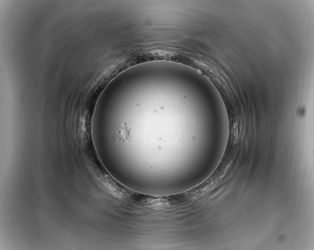 X0000099530424200805161216