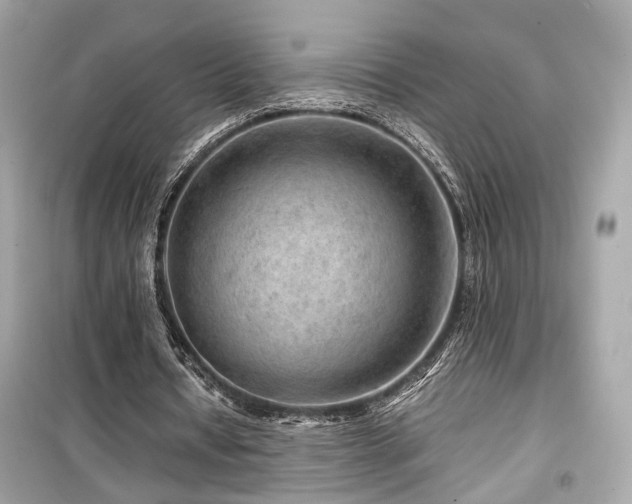 X0000099530434200805161215