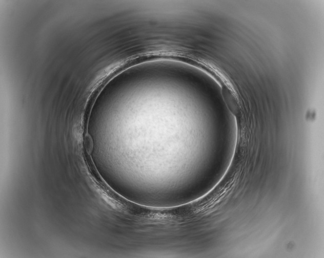 X0000099530437200805161215