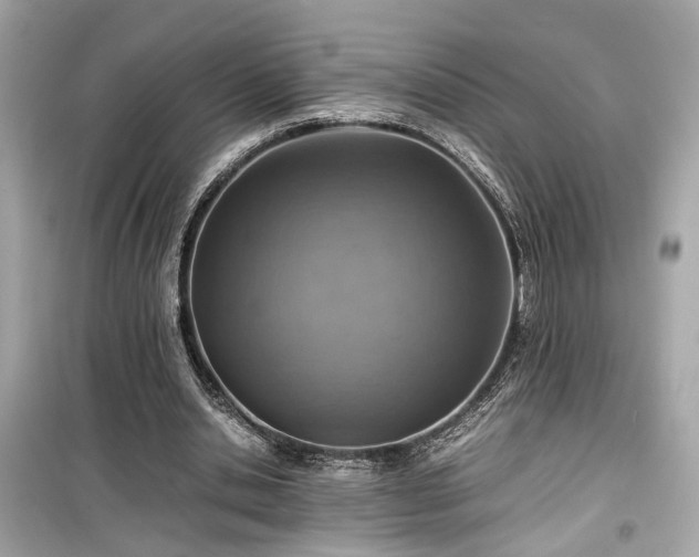 X0000099530438200805161215