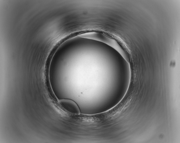 X0000099530439200805161215