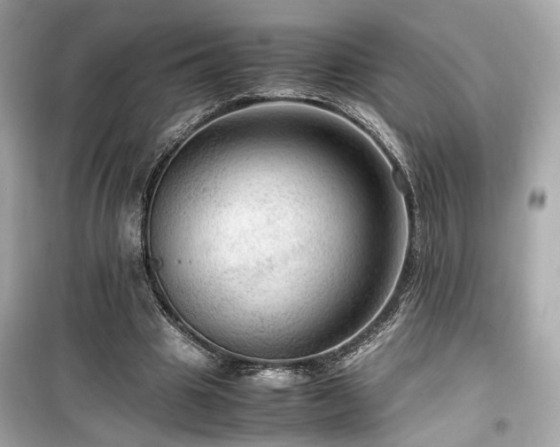 X0000099530441200805161215