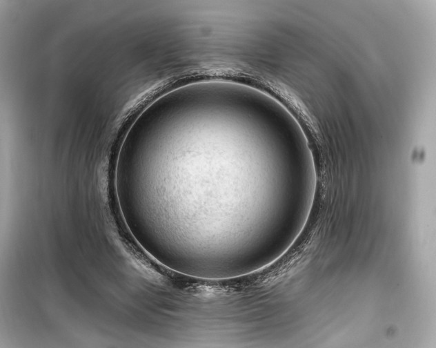 X0000099530442200805161215