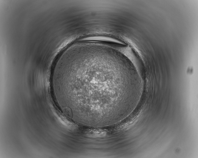 X0000099530443200805161215