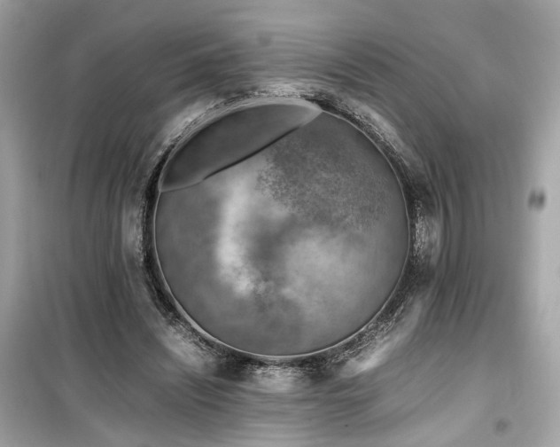X0000099530444200805161215