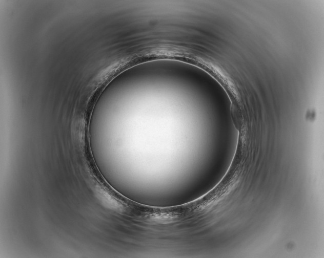 X0000099530445200805161215