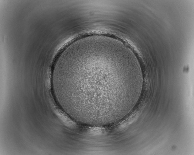 X0000099530446200805161215