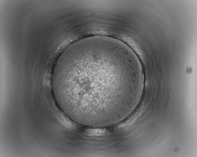X0000099530449200805161215