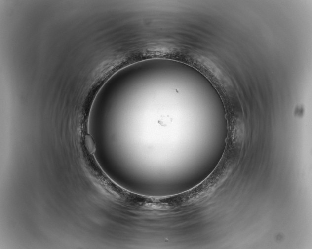 X0000099530455200805161215
