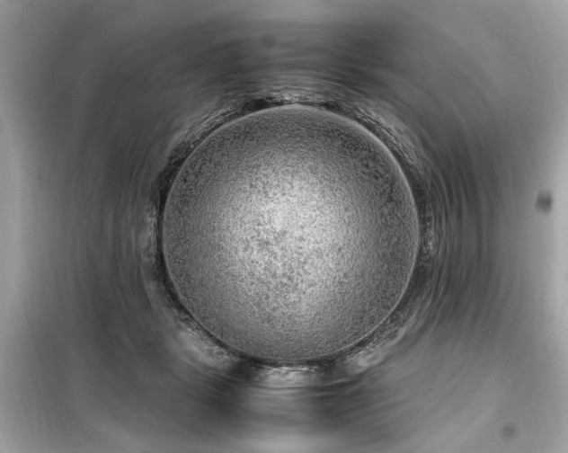 X0000099530461200805161215