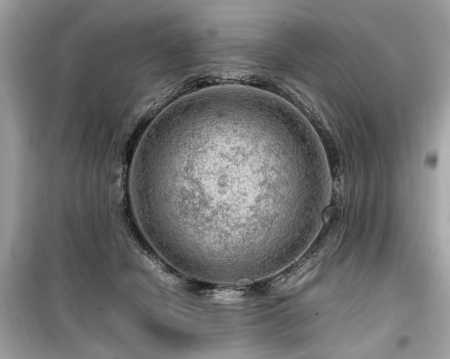 X0000099530462200805161215