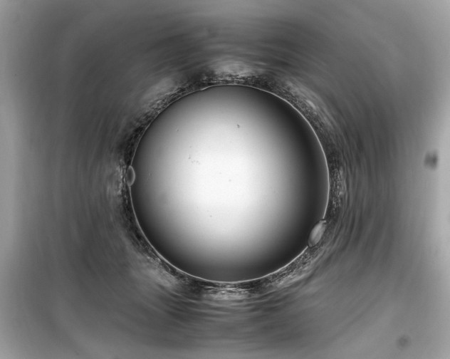 X0000099530463200805161215