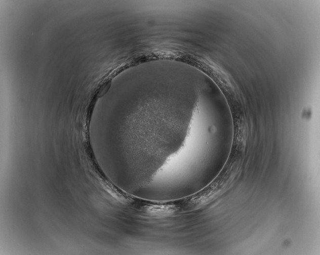 X0000099530465200805161215
