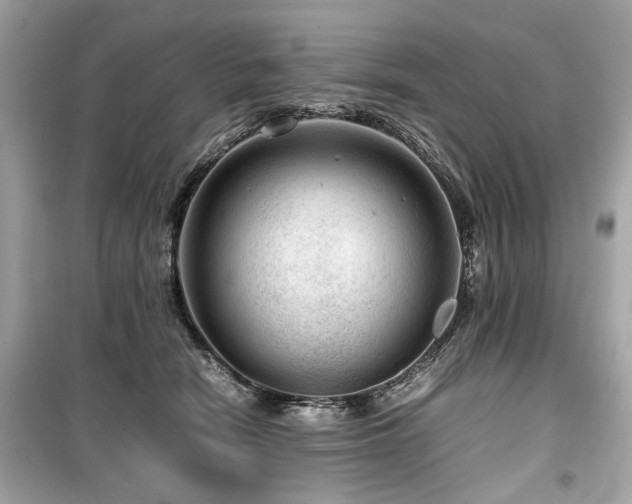 X0000099530466200805161215