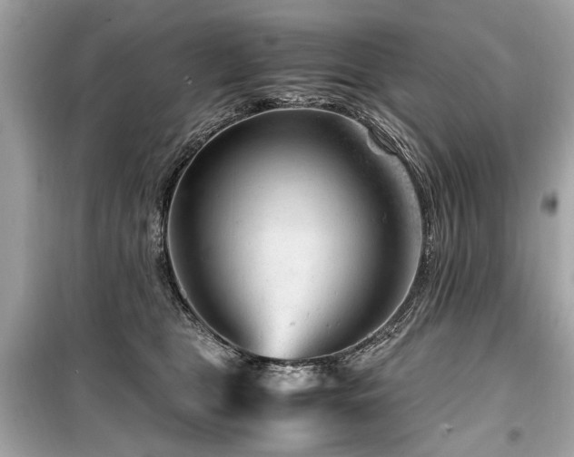 X0000099530469200805161216
