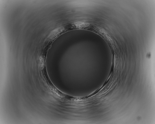 X0000099530471200805161216
