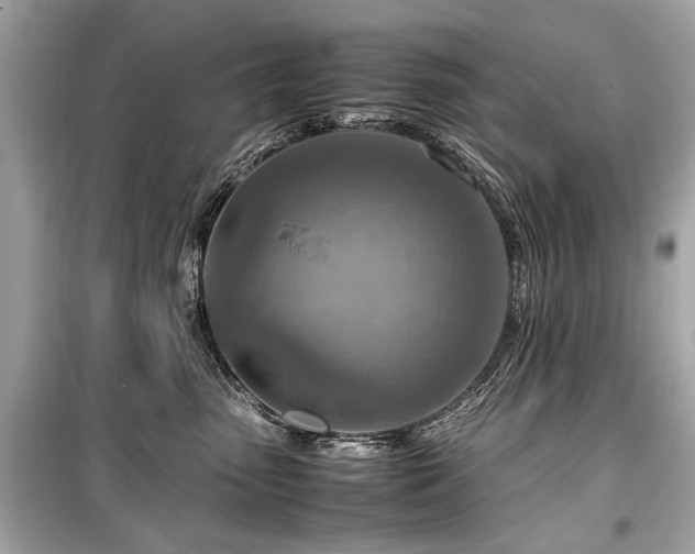 X0000099530475200805161216