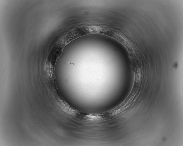 X0000099530477200805161216
