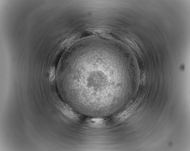 X0000099530478200805161216