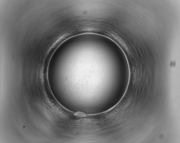 X0000099530482200805161215