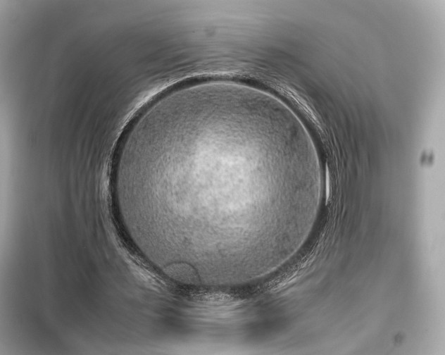 X0000099530483200805161215