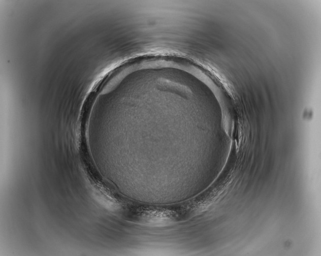 X0000099530488200805161215