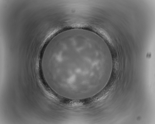 X0000099530491200805161215