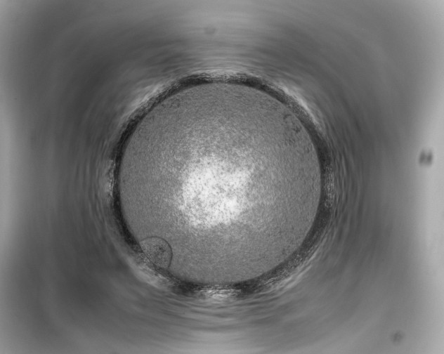 X0000099530495200805161215