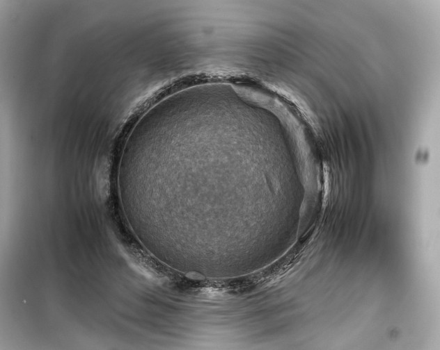 X0000099530496200805161215