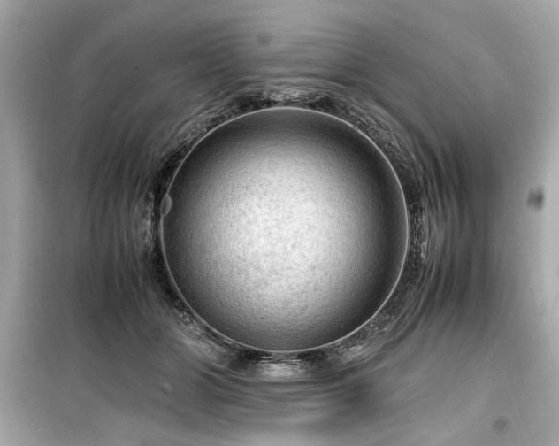X0000099530510200805161215