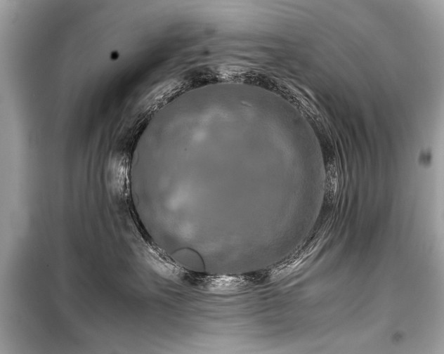 X0000099530527200805161214