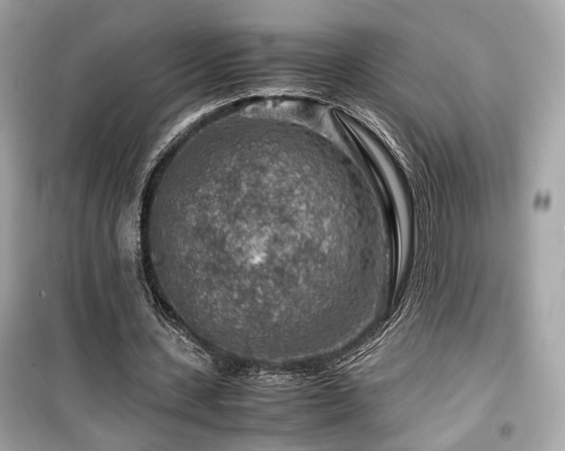 X0000099530531200805161214