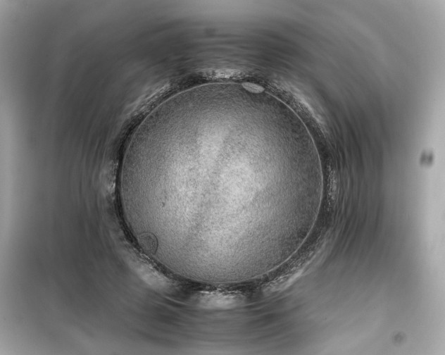 X0000099530545200805161214