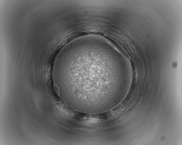 X0000099530559200805161214