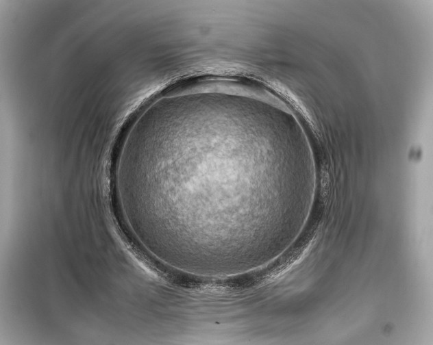 X0000099530581200805161214