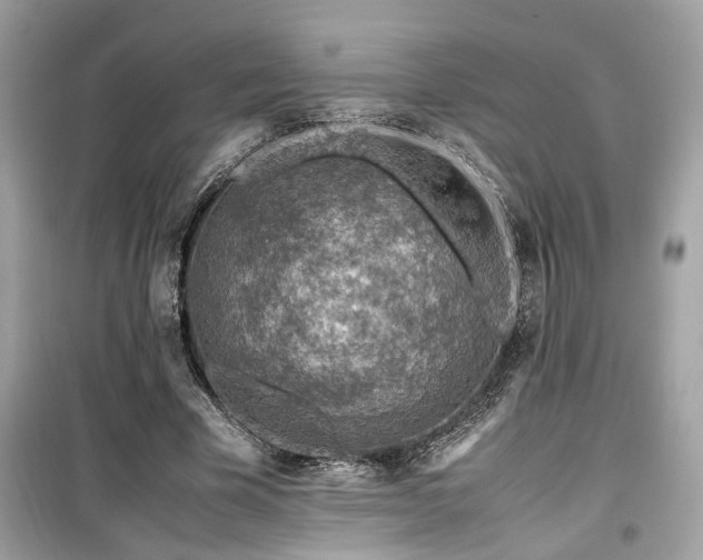 X0000099530585200805161213