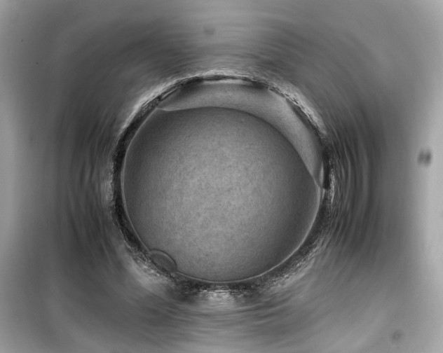 X0000099530588200805161213