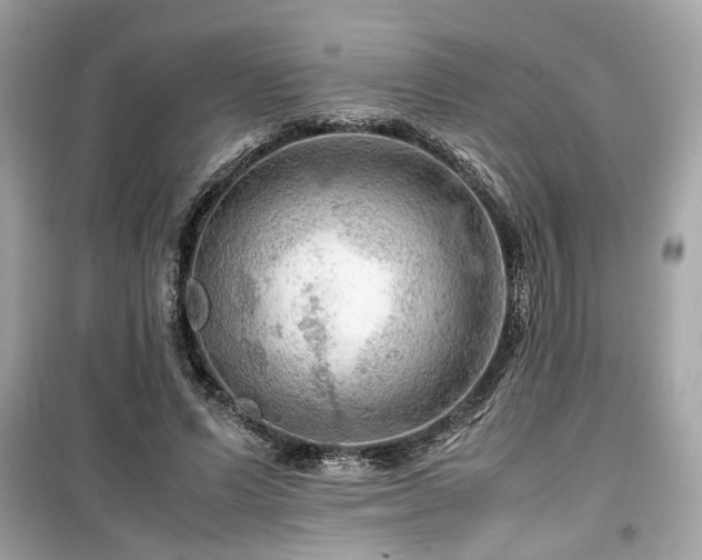 X0000099530591200805161213