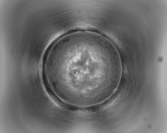 X0000099530630200805161212