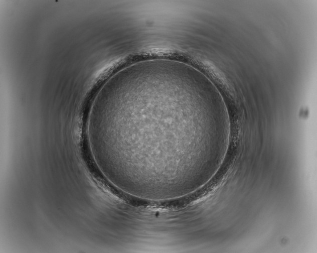X0000099530640200805161212