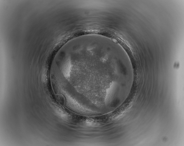 X0000099530641200805161212