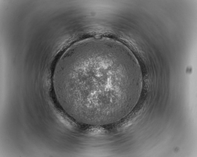 X0000099530642200805161212