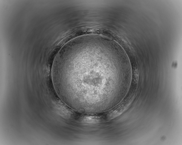 X0000099530657200805161213