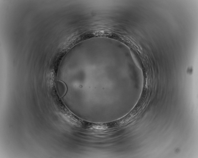 X0000099530659200805161213