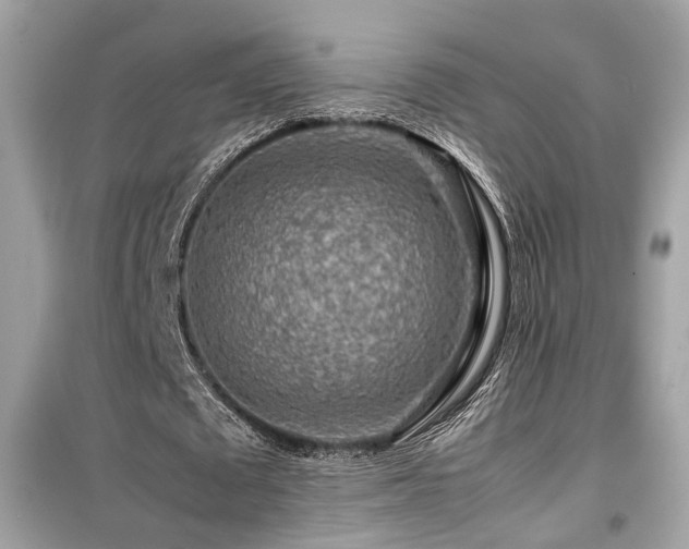 X0000099530673200805161212