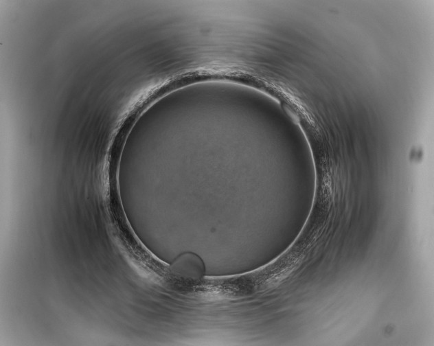 X0000099530678200805161212