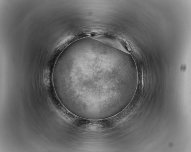 X0000099530696200805161212