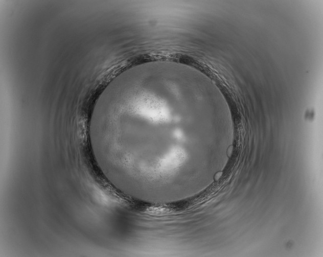 X0000099530699200805161212